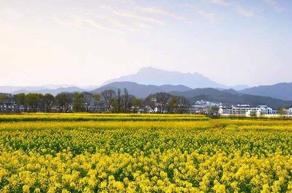 安慶潛山：突出個性特色，推動鄉(xiāng)村振興