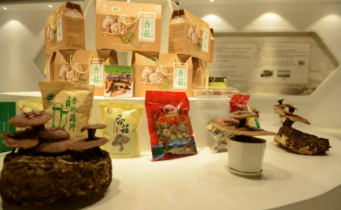 依托蘋果和香菇兩大特色優(yōu)勢產(chǎn)業(yè)，萬榮縣積極申創(chuàng)國家農(nóng)業(yè)現(xiàn)代化示范區(qū)
